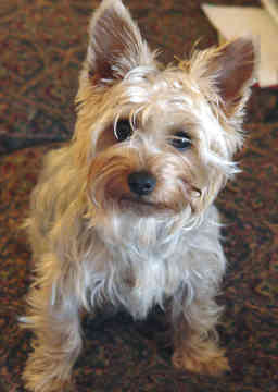 silky-terrier-0061